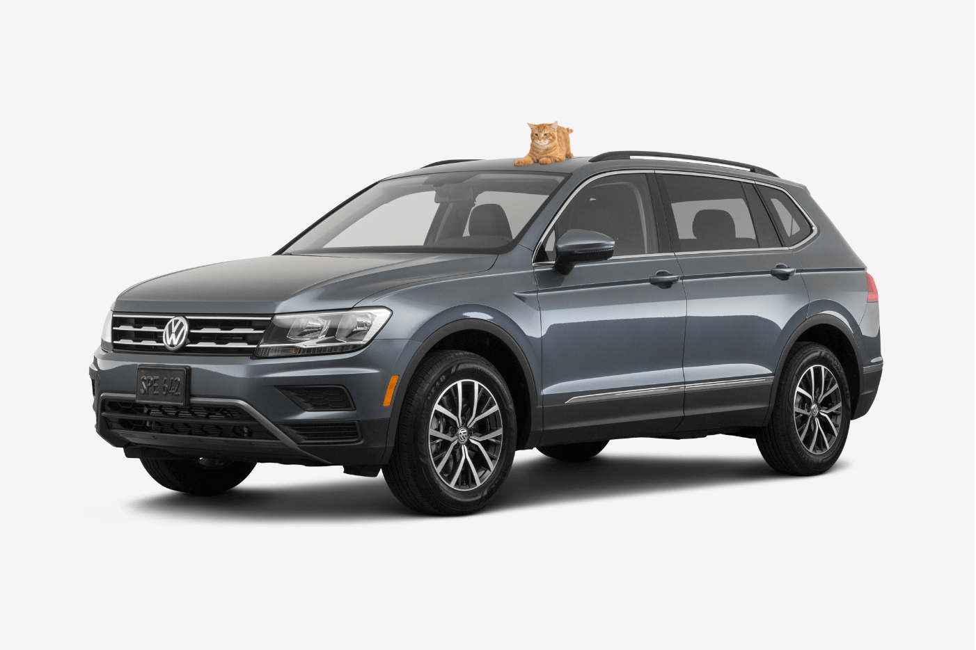 black SUV volkswagen tiguan with a cat on top